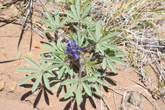 Lupinus pusillus