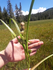 Sparganium eurycarpum
