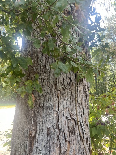Image of Quercus austrina by (c) sblumen, some rights reserved (CC BY)