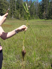 Sparganium eurycarpum