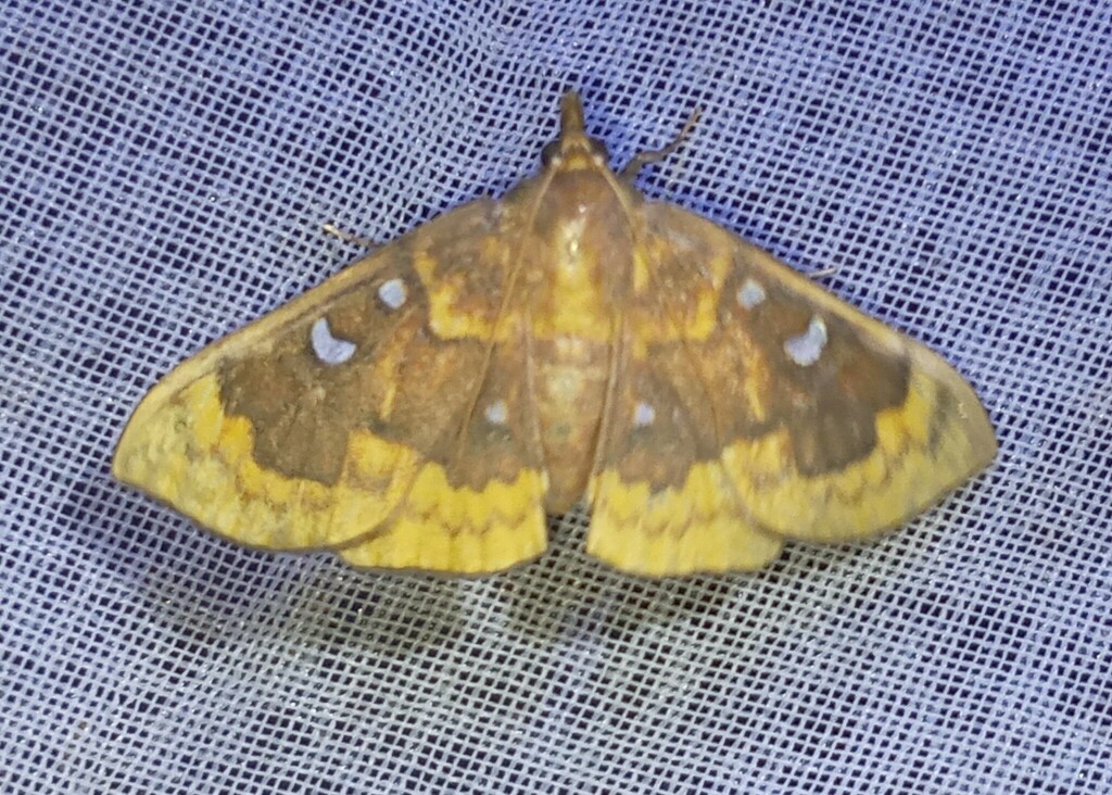 Polygrammodes fenestrata