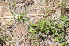 Oreocarya suffruticosa