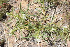 Oreocarya suffruticosa