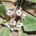 Small-flowered Sand-Verbena - Photo (c) Te Chang, some rights reserved (CC BY-NC), uploaded by Te Chang