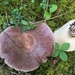 Circled Milkcap - Photo (c) Jason Grant, some rights reserved (CC BY), uploaded by Jason Grant
