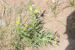 Lithospermum multiflorum