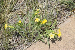 Lithospermum multiflorum