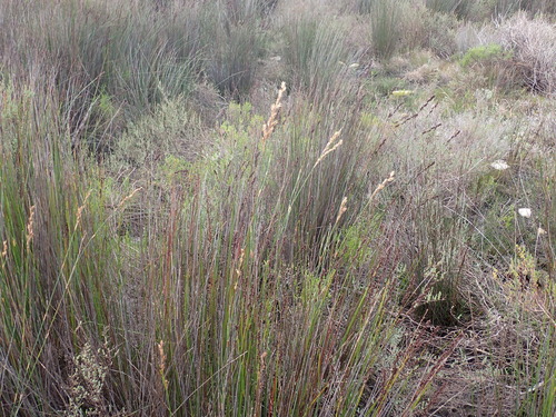 Image of Restio dodii by (c) Eugene Hahndiek, some rights reserved (CC BY-SA)