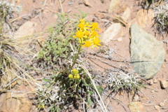Senecio eremophilus