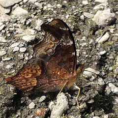 Hypanartia cinderella