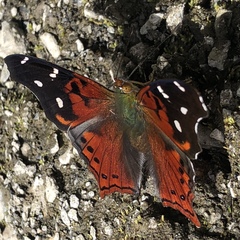 Hypanartia cinderella