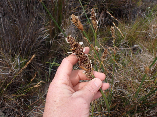 Image of Elegia fistulosa by (c) Eugene Hahndiek, some rights reserved (CC BY-SA)