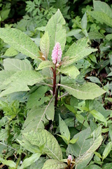 Phytolacca polyandra