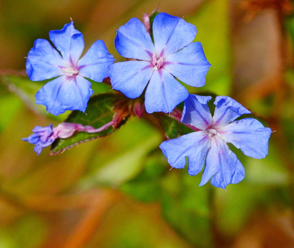 Ceratostigma plumbaginoides