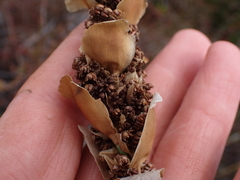 Elegia fistulosa, photograph (c) Eugene Hahndiek, some rights reserved (CC BY-SA)