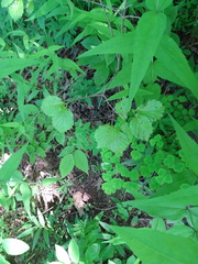 Viburnum rafinesqueanum