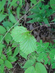 Viburnum rafinesqueanum