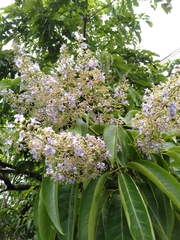 Vitex parviflora