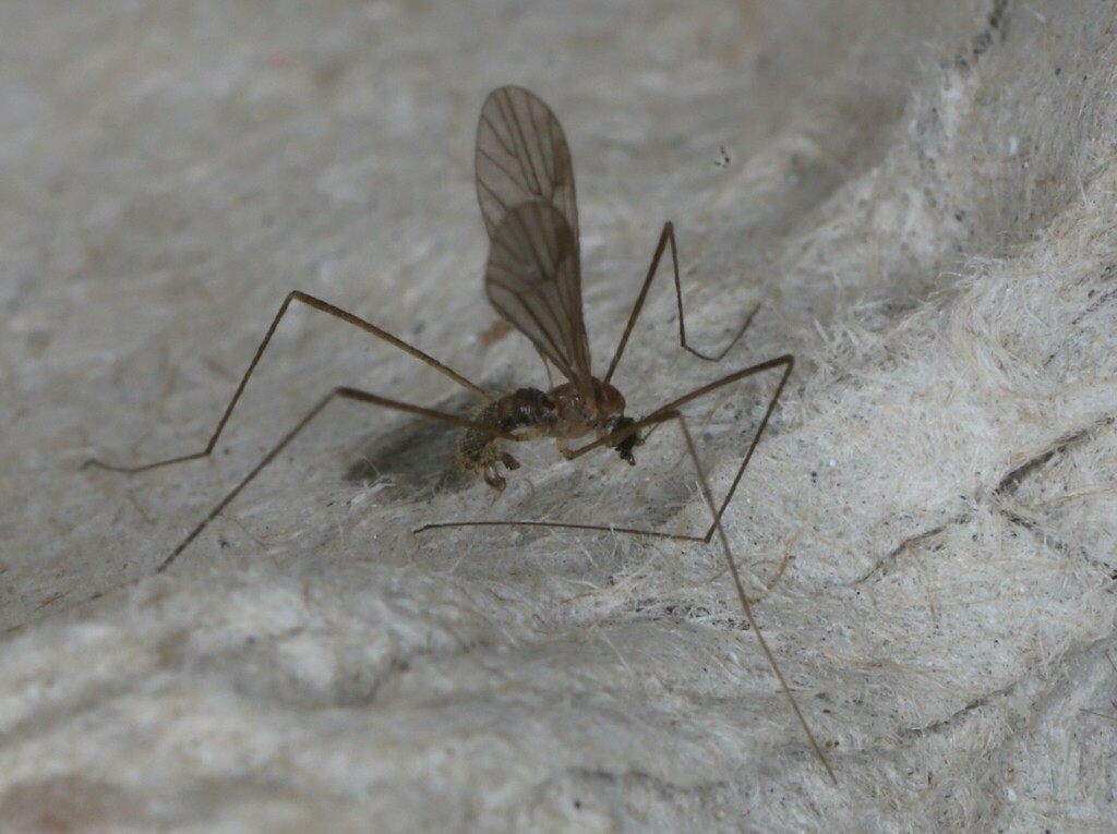 Cranefly