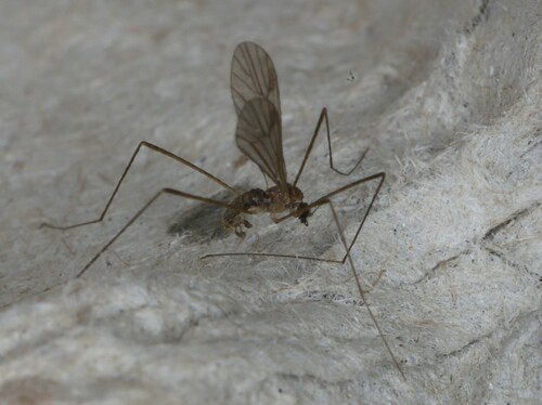 Cranefly