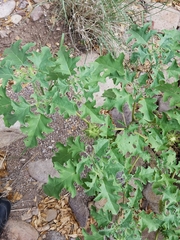 Datura quercifolia