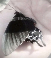 Parides alopius