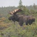 Alces alces andersoni - Photo (c) Robert Gowan, μερικά δικαιώματα διατηρούνται (CC BY-NC), uploaded by Robert Gowan