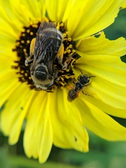Svastra obliqua expurgata