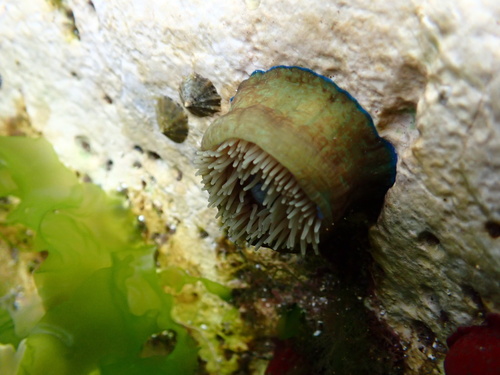 Atlantic Beadlet Anemone