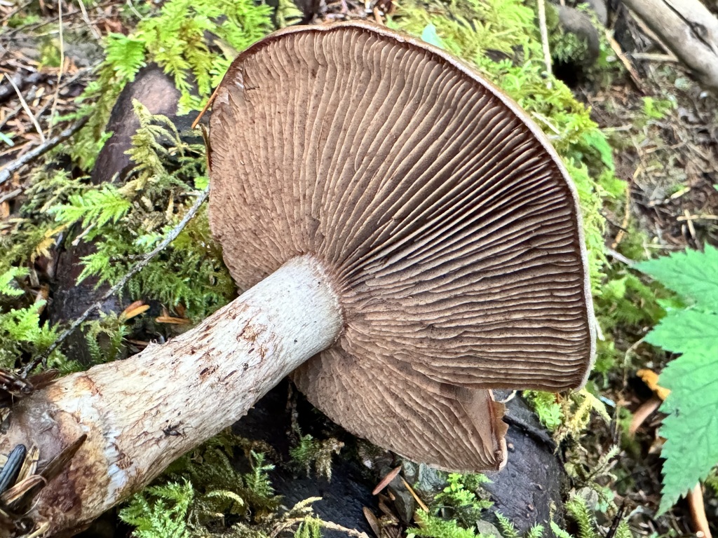 Cyanicium
