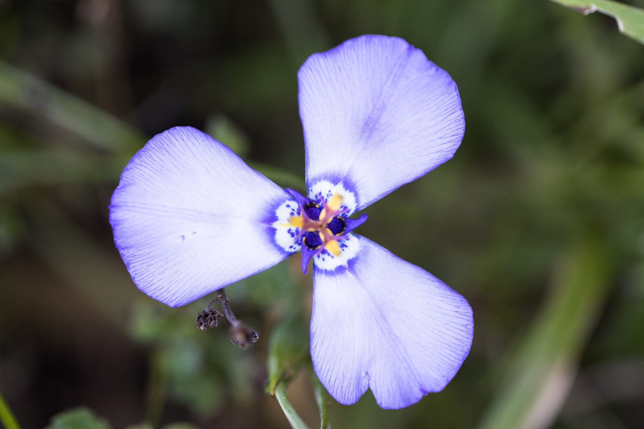 Herbertia lahue