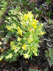 Potentilla biflora