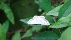 Scopula propinquaria