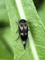 Glipa oculata