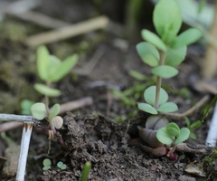 Hylotelephium verticillatum