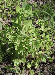 Hylotelephium verticillatum