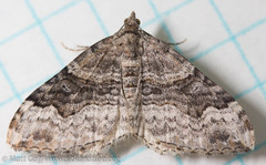 Xanthorhoe defensaria