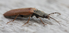Acteniceromorphus sagiticollis