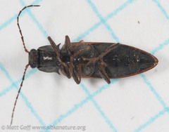 Acteniceromorphus sagiticollis