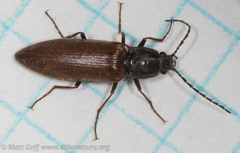 Acteniceromorphus sagiticollis