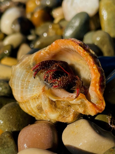 Saint Piran's Hermit Crab, Туапсе, Краснодарский край, RU, photo 7 of 10