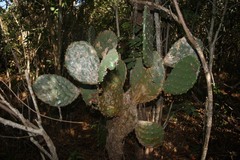 Opuntia bravoana