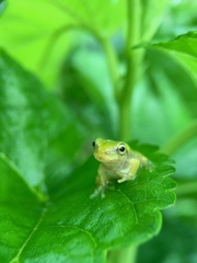 Hyla japonica