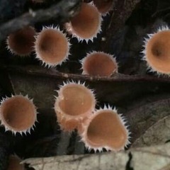 Microstoma floccosum