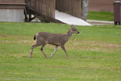 Odocoileus hemionus sitkensis