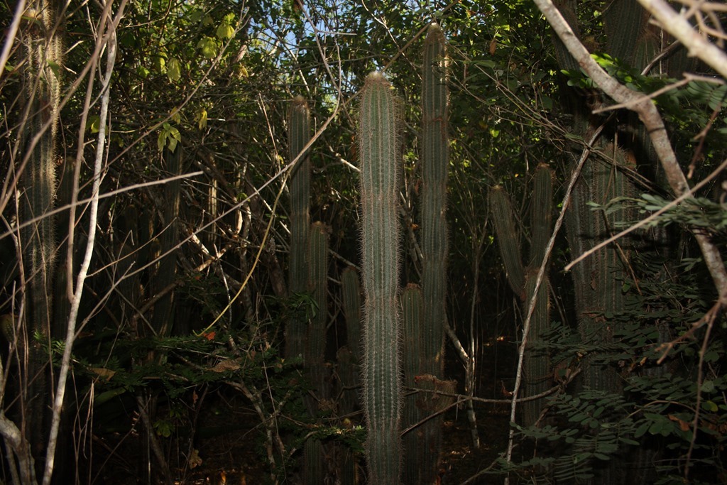 Pilosocereus purpusii