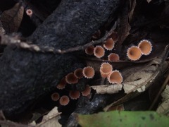 Microstoma floccosum