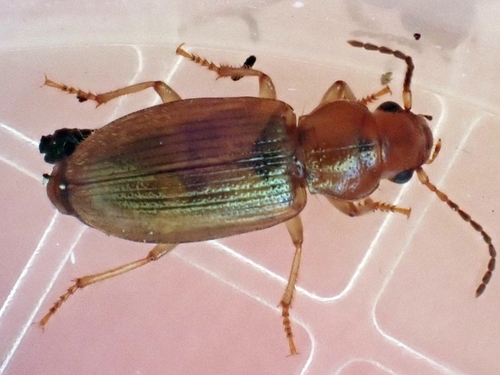 Dicheirotrichus gustavii