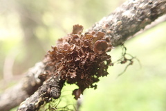 Tuckermanopsis platyphylla