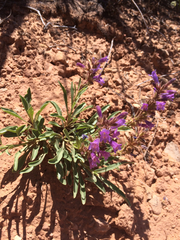 Penstemon
